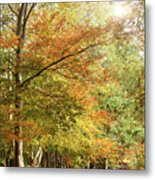 Amazing Dawn Autumn Woodland With Massive Conkers Metal Print