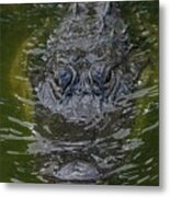 American Alligator Metal Print