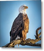 American Bald Eagle On A Branch Metal Print