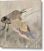 American Bittern On The Wing Metal Print