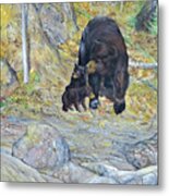 American Black Bear With Cubs Metal Print