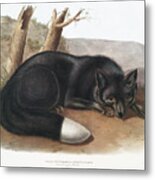 American Black Fox. John Woodhouse Audubon Metal Print