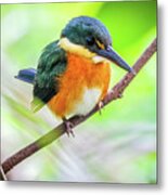 American Pygmy Kingfisher Wisirare Orocue Casanare Colombia Metal Print