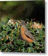 American Robin 1 Metal Print