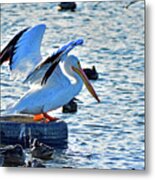 American White Pelican Metal Print