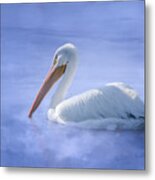 American White Pelican Daydreaming Metal Print