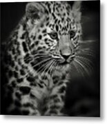 Amur Leopard Cub - Sepia Metal Print