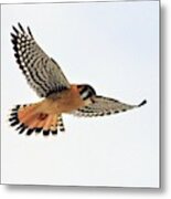 An American Kestrel Metal Print