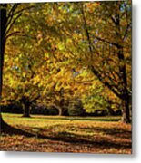 An Explosion Of Fall In Hamilton Massachusetts Yellow Trees Metal Print