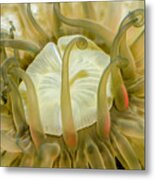 Sea Anemone With Red Metal Print