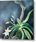 Angraecum Leonis Metal Print