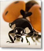 Angry Ladybug Metal Print