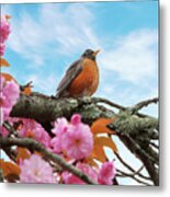 Animal - Bird - First Robin Of Spring Metal Print