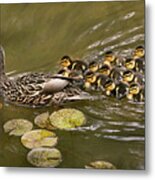Animal - Ducks - Swim Like A Duck Metal Print