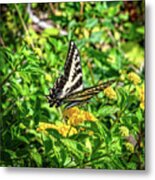 Anise Swallowtail Butterfly On A Yellow Lantana Flower Metal Print