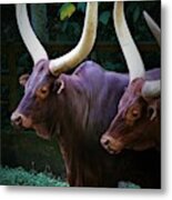 Ankole Cattle Metal Print