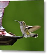 Anna's Hummingbird At Bird Feeder Metal Print
