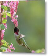 Annas Hummingbird In Tower Of Red Flowering Currant Blossoms Metal Print