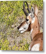 Antelope 3 Metal Print