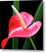 Anthurium Metal Print