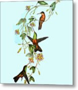 Antique Hummingbirds Illustration Metal Print