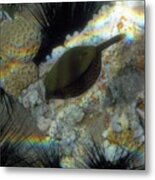 Arabian Boxfish Metal Print