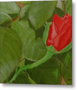 Arboretum Rose Metal Print