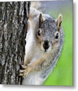 Are You Looking At Me? Metal Print