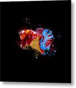 Artistic Nemo Multicolor Betta Fish Metal Print