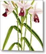 Arundina Bambusaefolia Orchid Metal Print