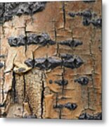 Aspen Bark I Metal Print