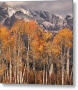 Aspen Trees With Autumn Colours, Grand Teton National Park, Wyoming Usa Metal Print