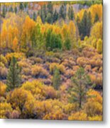 Aspens And Pines In Fall Metal Print