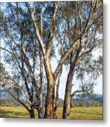 Australian Gum Trees Metal Print