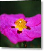 Australian Hibiscus Desert Rose Metal Print