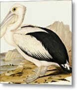 Australian Pelican, Pelecanus Conspicillatus Metal Print