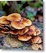 Autumn Colors Mushrooms Metal Print