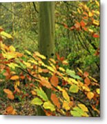 Autumn Colours, Alkington Woods 2020 Metal Print