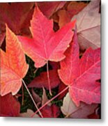 Autumn / Fall Leaves Painting Metal Print