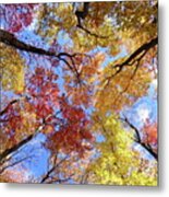 Autumn, Look Up Metal Print