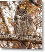 Autumn Owl Metal Print