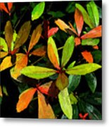 Autumn Splendor Metal Print