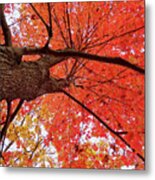 Autumn Tree Looking Up Metal Print