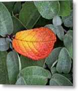 Autumnal Leaf In A Sage Bush Metal Print