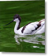 Avocet Metal Print