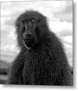 Selfie Portrait Baboon Metal Print