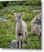 Baby Bighorn Sheep On Mount Evans Colorado Metal Print