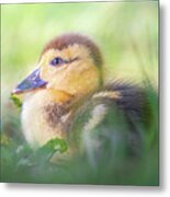 Baby Duckling In The Weeds Metal Print