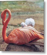 Baby Flamingo 14 Days Old 2 Metal Print