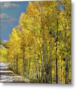 Backlit Aspens Metal Print